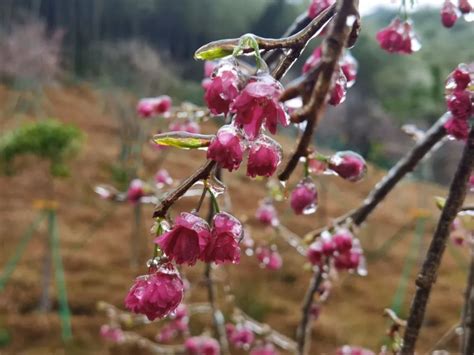 广州下雪|广州“冻”到挂冰了！后面还会下雪吗？几时回暖？